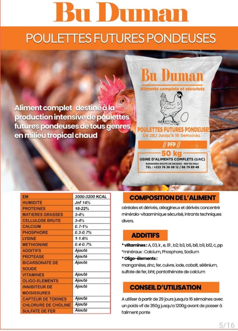 Bu Duman POULETTES FUTURES PONDEUSES